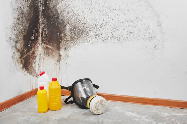 Best White Mold Remediation in Cameron Park, TX