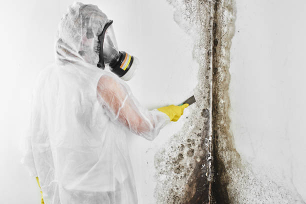 Best Health and Safety Mold Remediation in Cameron Park, TX