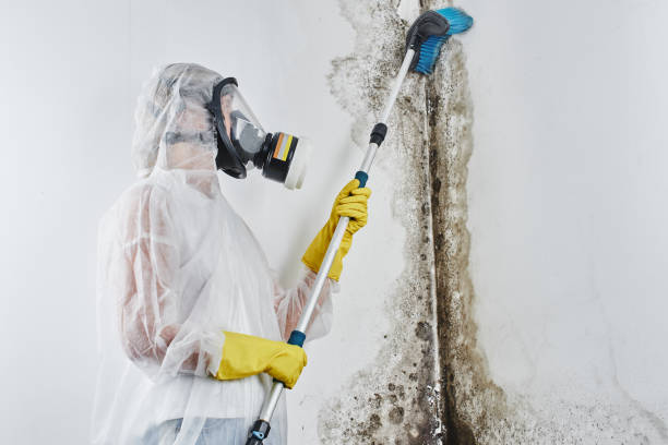 Best Emergency Mold Remediation in Cameron Park, TX