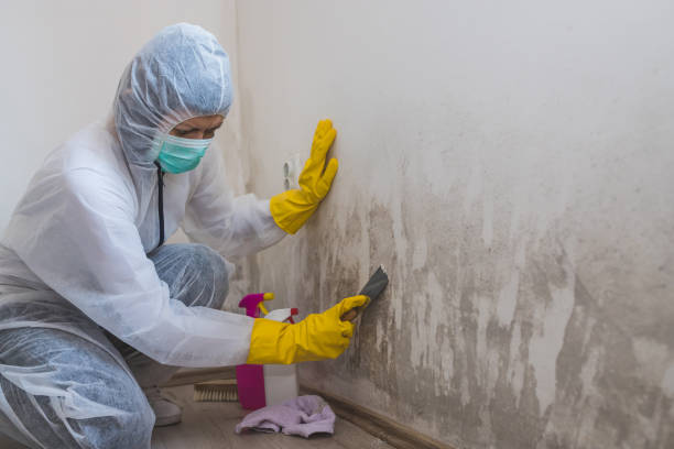 Best Preventive Mold Services in Cameron Park, TX