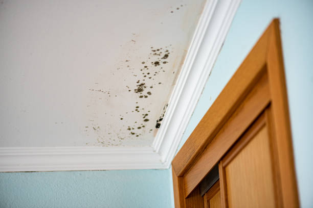 Best Mold Remediation for Specific Building Types in Cameron Park, TX