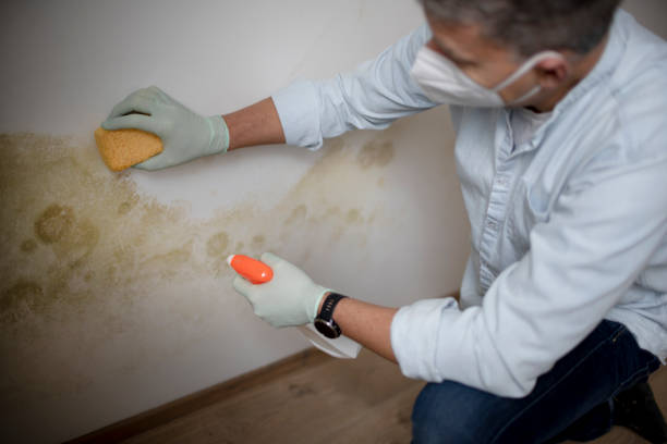 Best White Mold Remediation in Cameron Park, TX