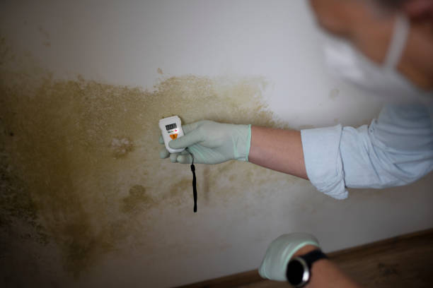 Best DIY Mold Remediation Support Services in Cameron Park, TX