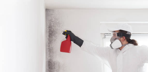 Best Commercial Mold Remediation in Cameron Park, TX