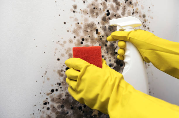 Best Insurance-Related Mold Remediation in Cameron Park, TX